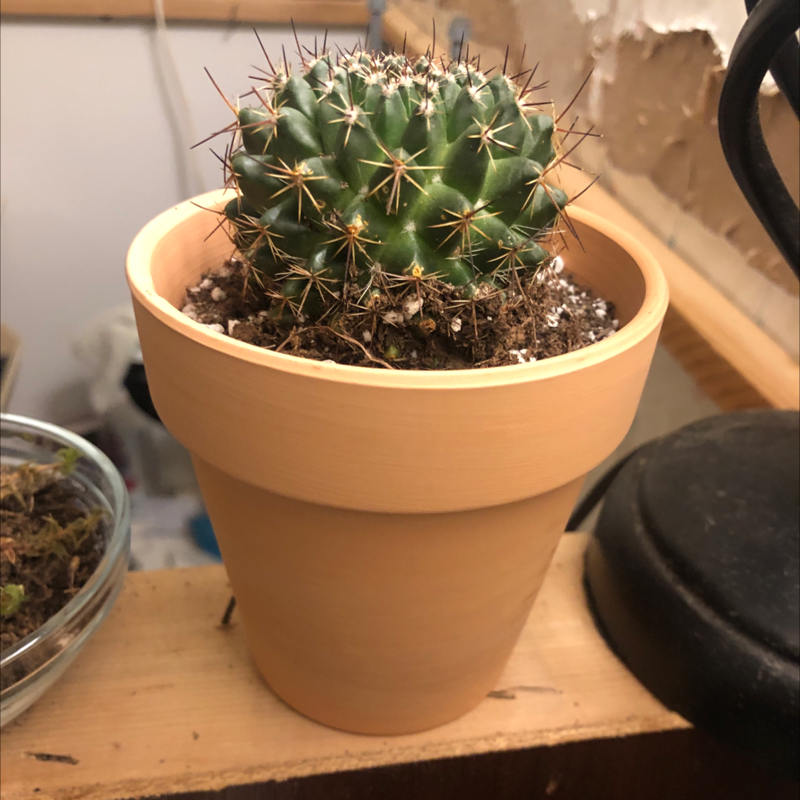 Little Nipple Cactus plant photo by Jenny k named Mr. Prickels on Greg, the plant care app.