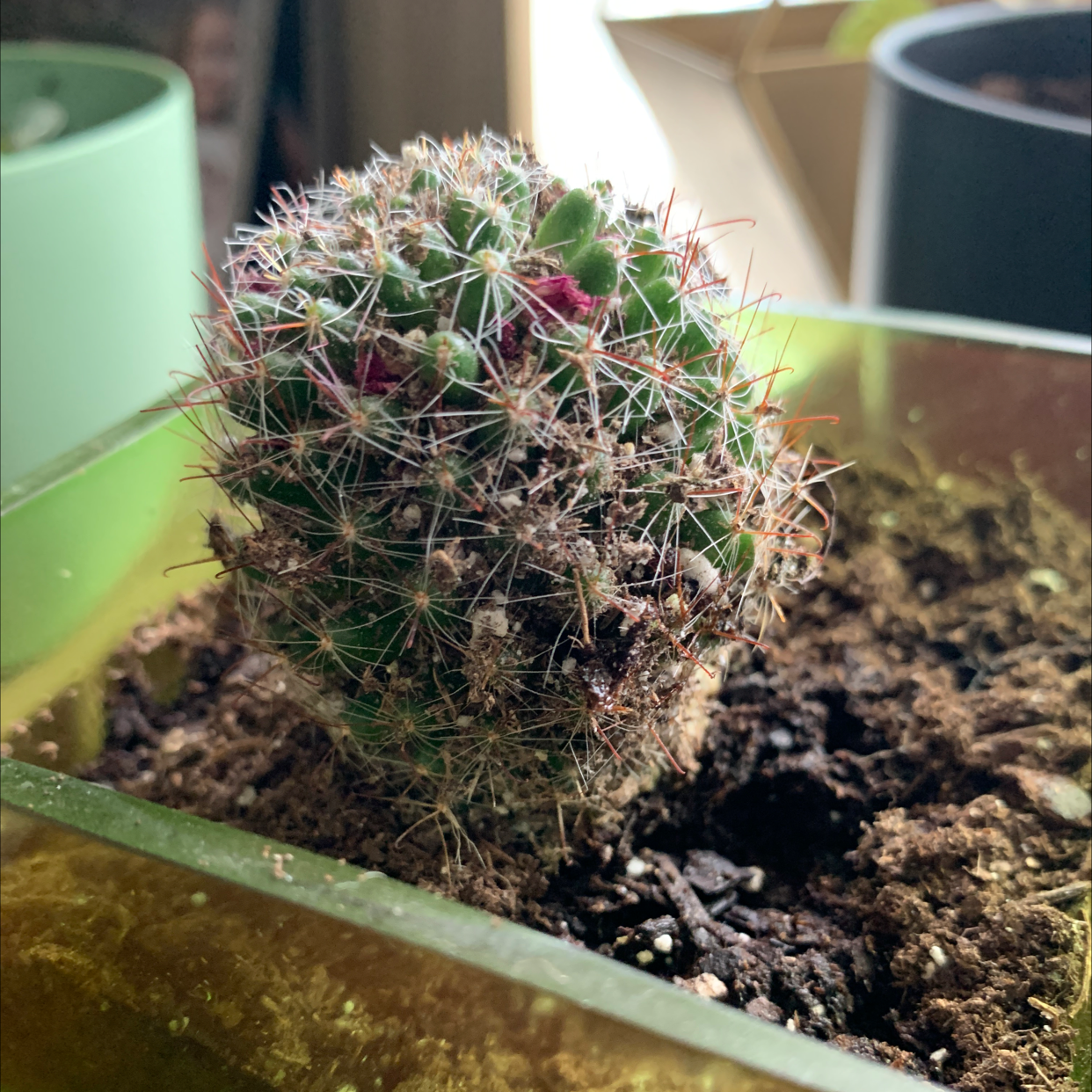 Little Nipple Cactus in a pot with visible soil, showing signs of browning and black spots.