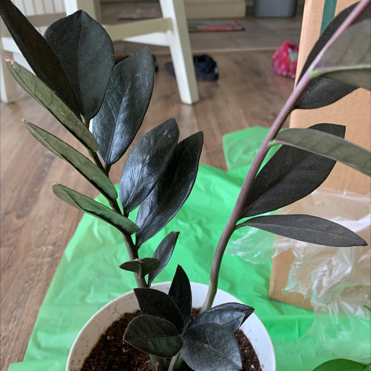 Zamioculcas Zamiifolia plant photo by @jmeadkins named Dusty bunny on Greg, the plant care app.
