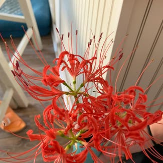 Red Spider Lily plant in Somewhere on Earth