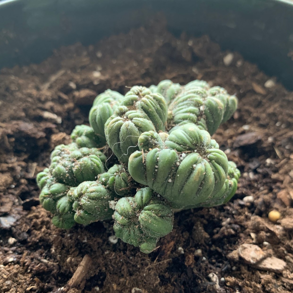 Ming Thing Cactus in a pot with visible soil, appearing healthy.