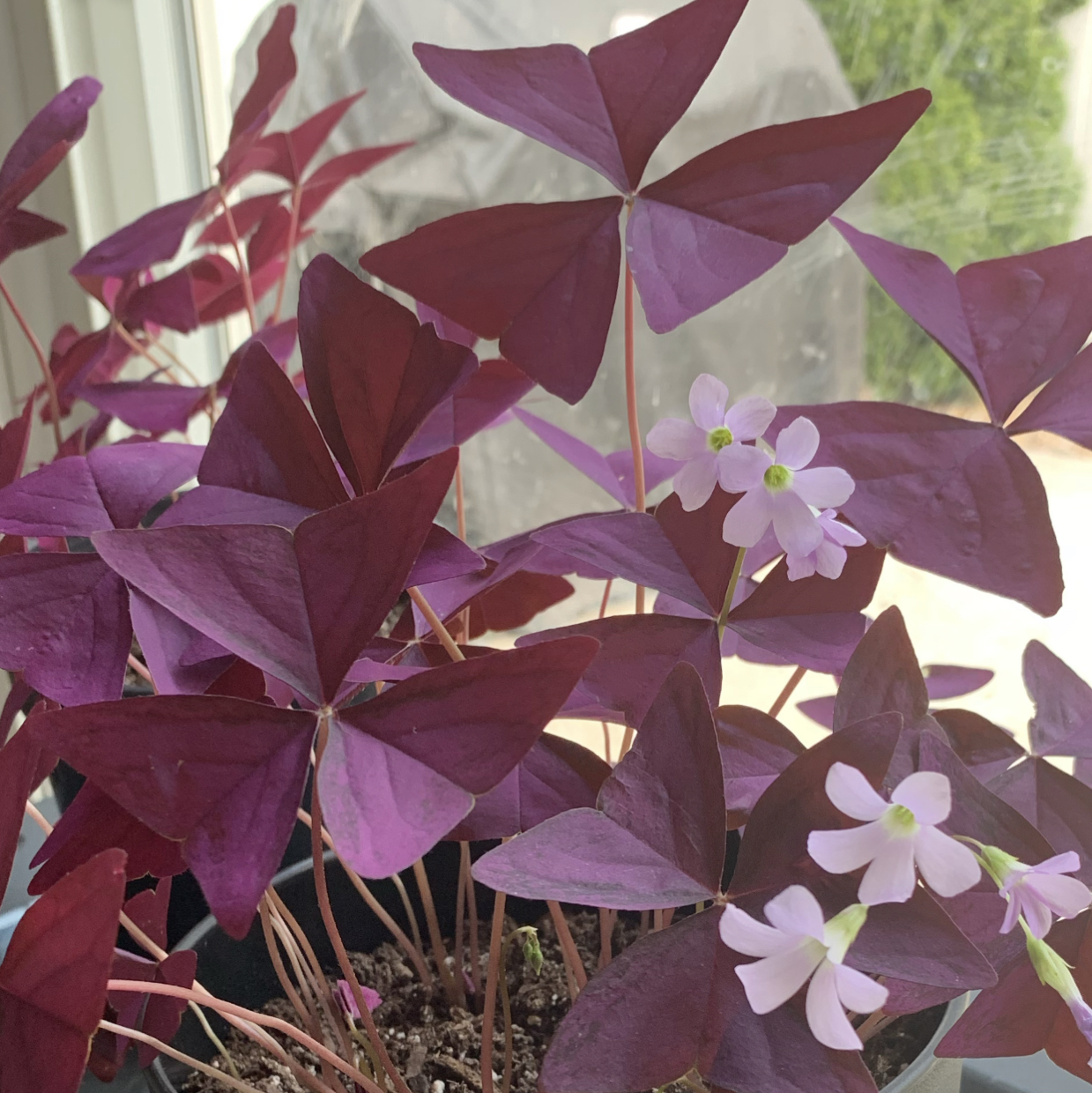 Photo of the plant species Purple Shamrocks by @jmeadkins named Faeshire blooms on Greg, the plant care app