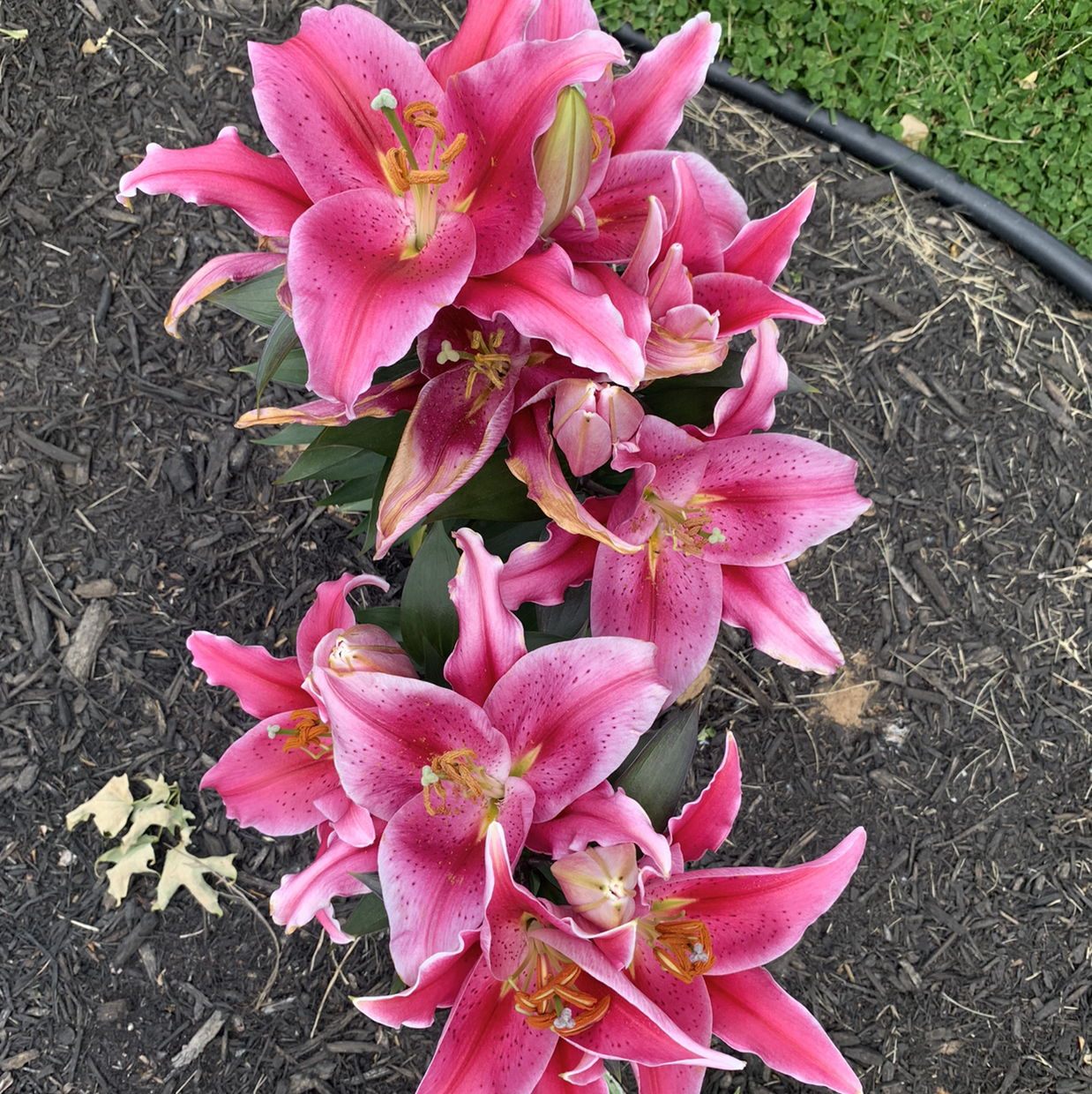 Photo of the plant species Ditch Lily by @jmeadkins named Diana on Greg, the plant care app