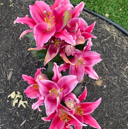 Photo of the plant species Ditch Lily by Jmeadkins named Diana on Greg, the plant care app