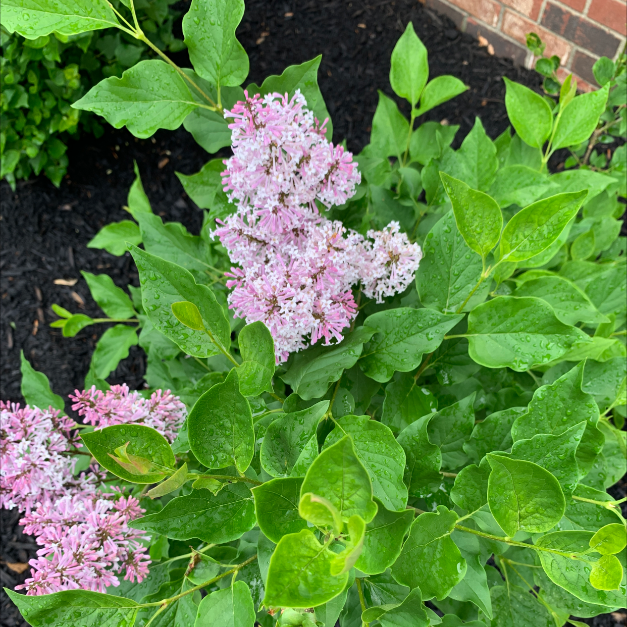 Photo of the plant species Bloomerang Purpink® Reblooming Lilac by @jmeadkins named Your plant on Greg, the plant care app