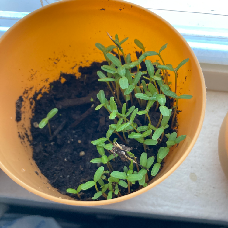 Photo of the plant species Crackerjack Mix Marigold by @ActualSeagrape named april on Greg, the plant care app