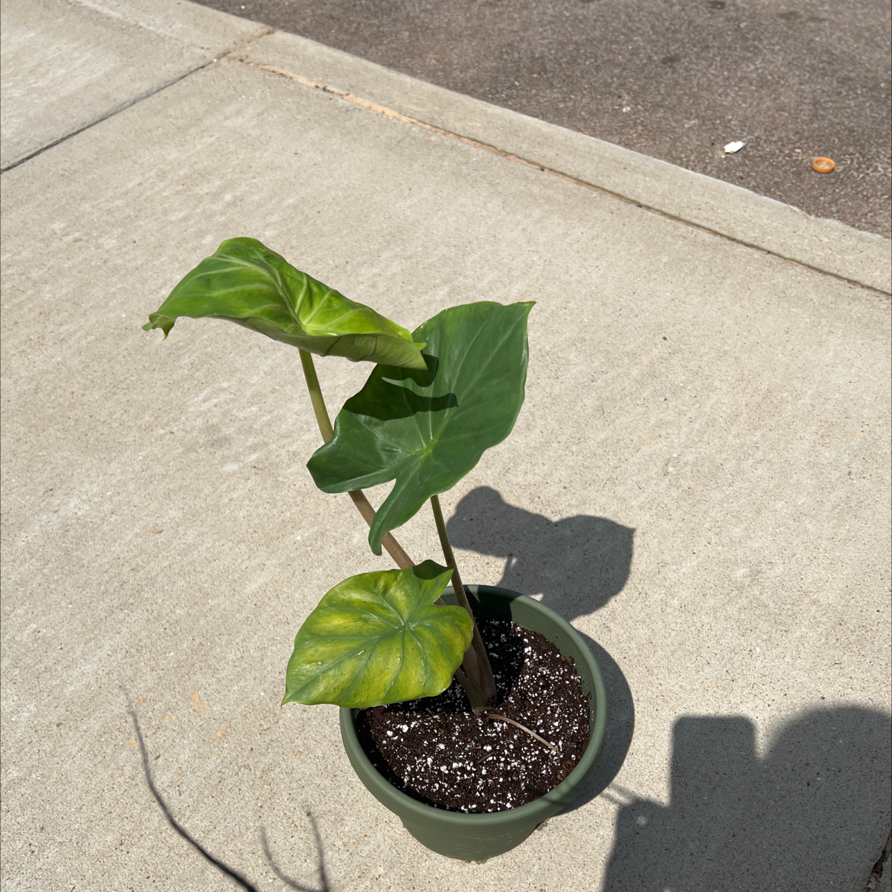 Potted New Guinea Shield plant with visible yellowing on one leaf, placed on a concrete surface.