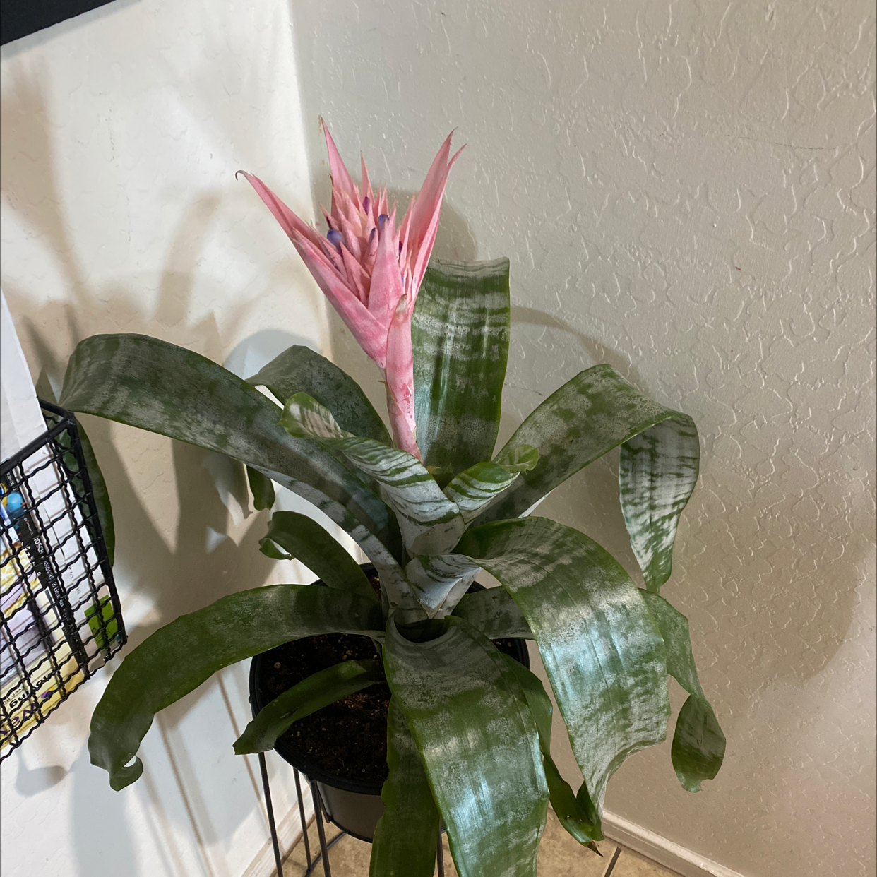 Urn Plant with a pink flower and healthy green leaves in a pot.