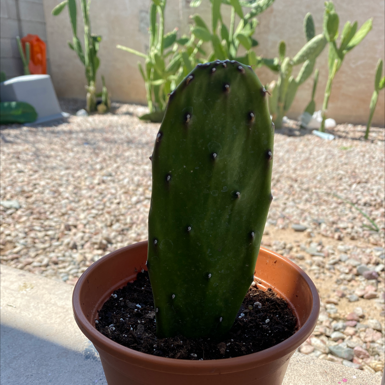 Potted Barbary Fig cactus with other cacti in the background.