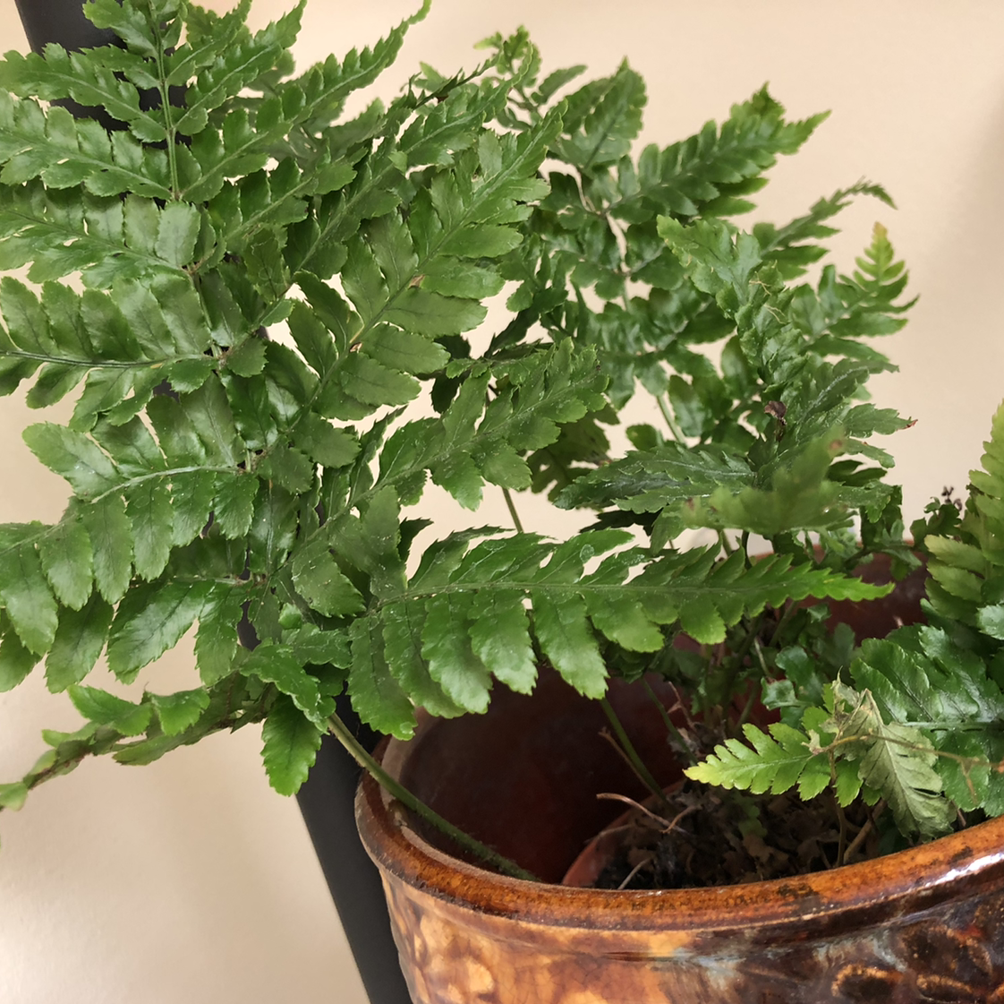 Healthy Autumn Fern with vibrant green fronds in a decorative pot.