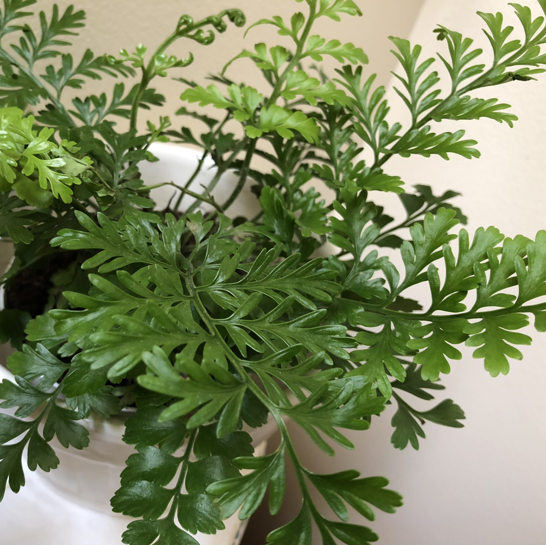 Photo of the plant species Austral Gem Fern by @jewels108 named Fern on Greg, the plant care app