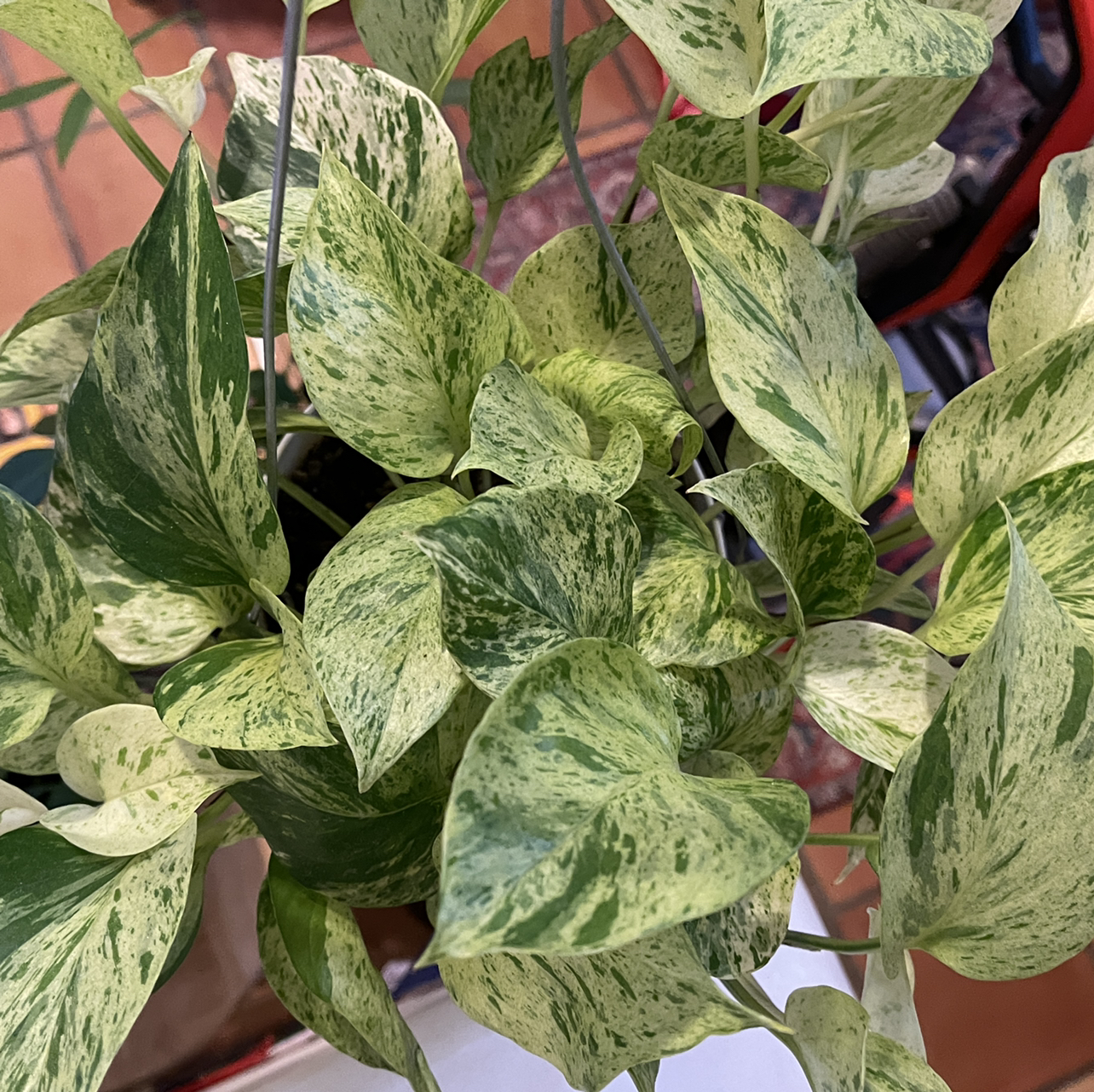 Snow Queen Pothos plant with variegated green and white leaves, appearing healthy.