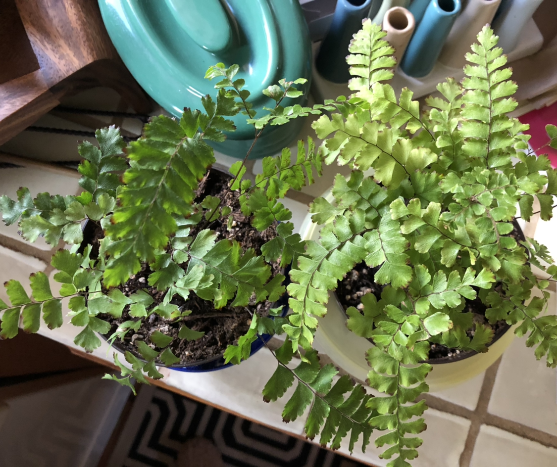 Photo of the plant species Bronze Venus Fern by @jewels108 named Maidenhair twinsies on Greg, the plant care app