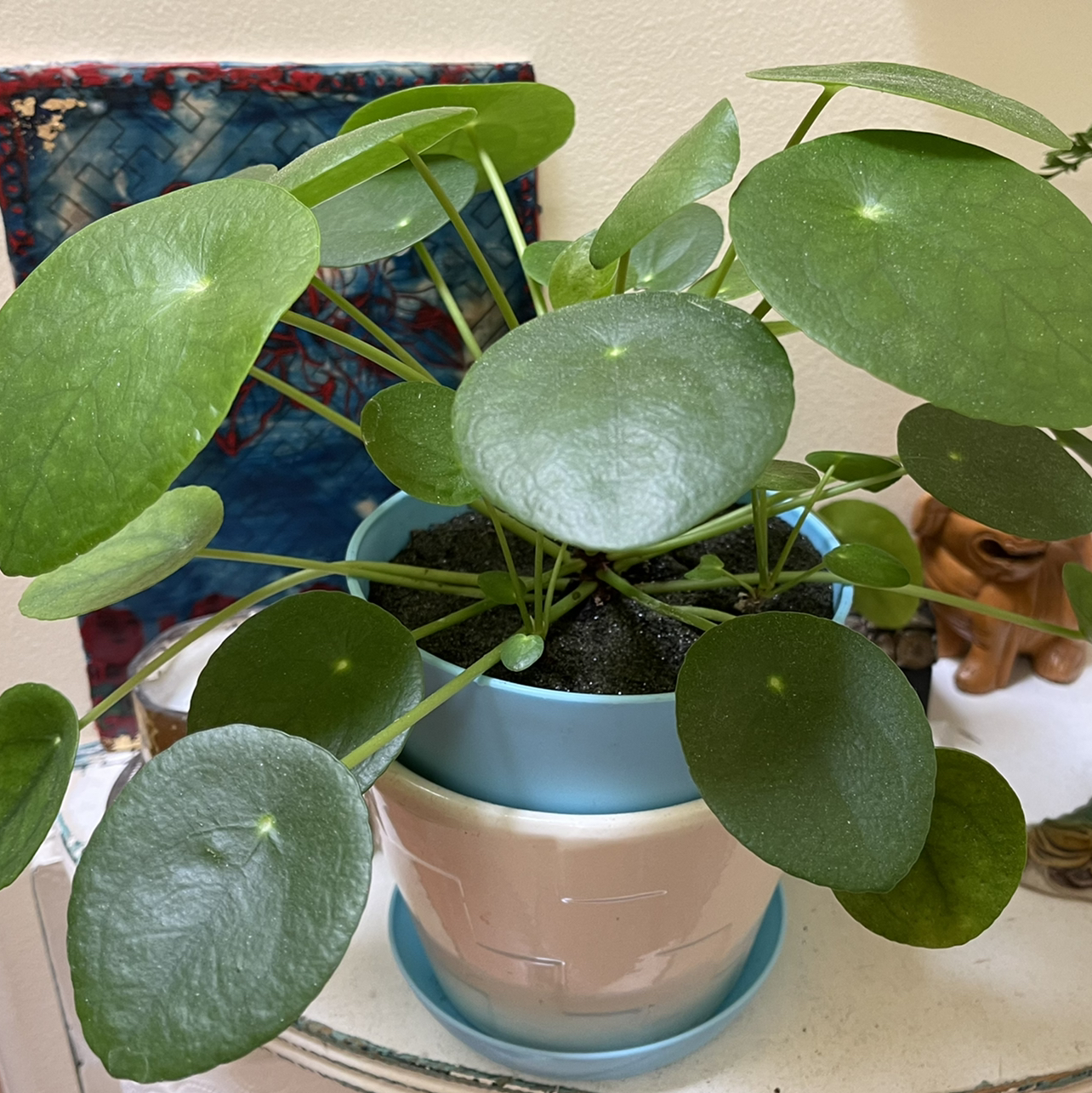 Chinese Money Plant plant photo by @jewels108 named Pepper on Greg, the plant care app.