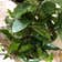 Calculate water needs of Black Pagoda Lipstick Plant
