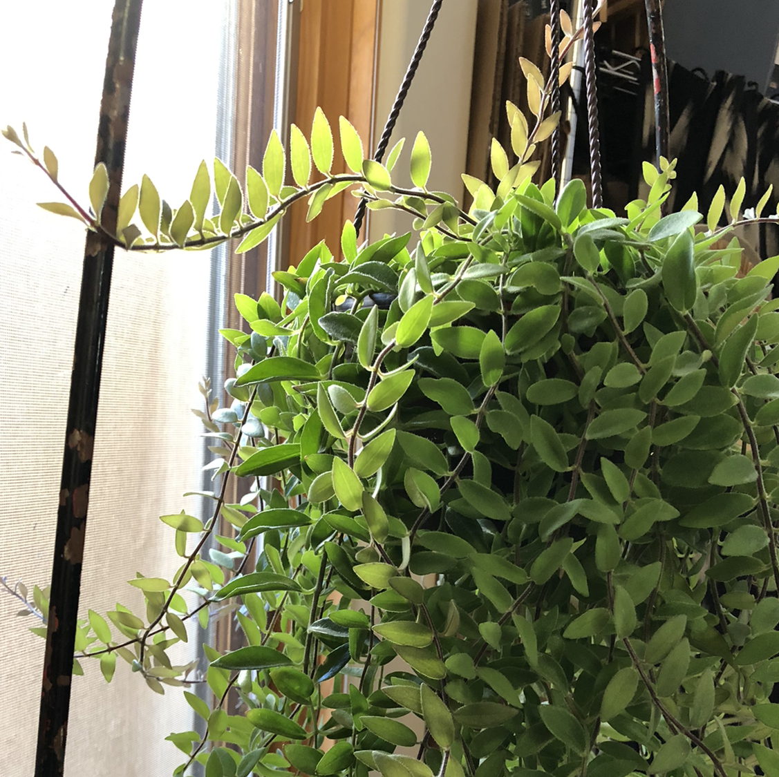 Photo of the plant species Lipstick Vine by @jewels108 named Mona Lisa Happiest Girl on Greg, the plant care app