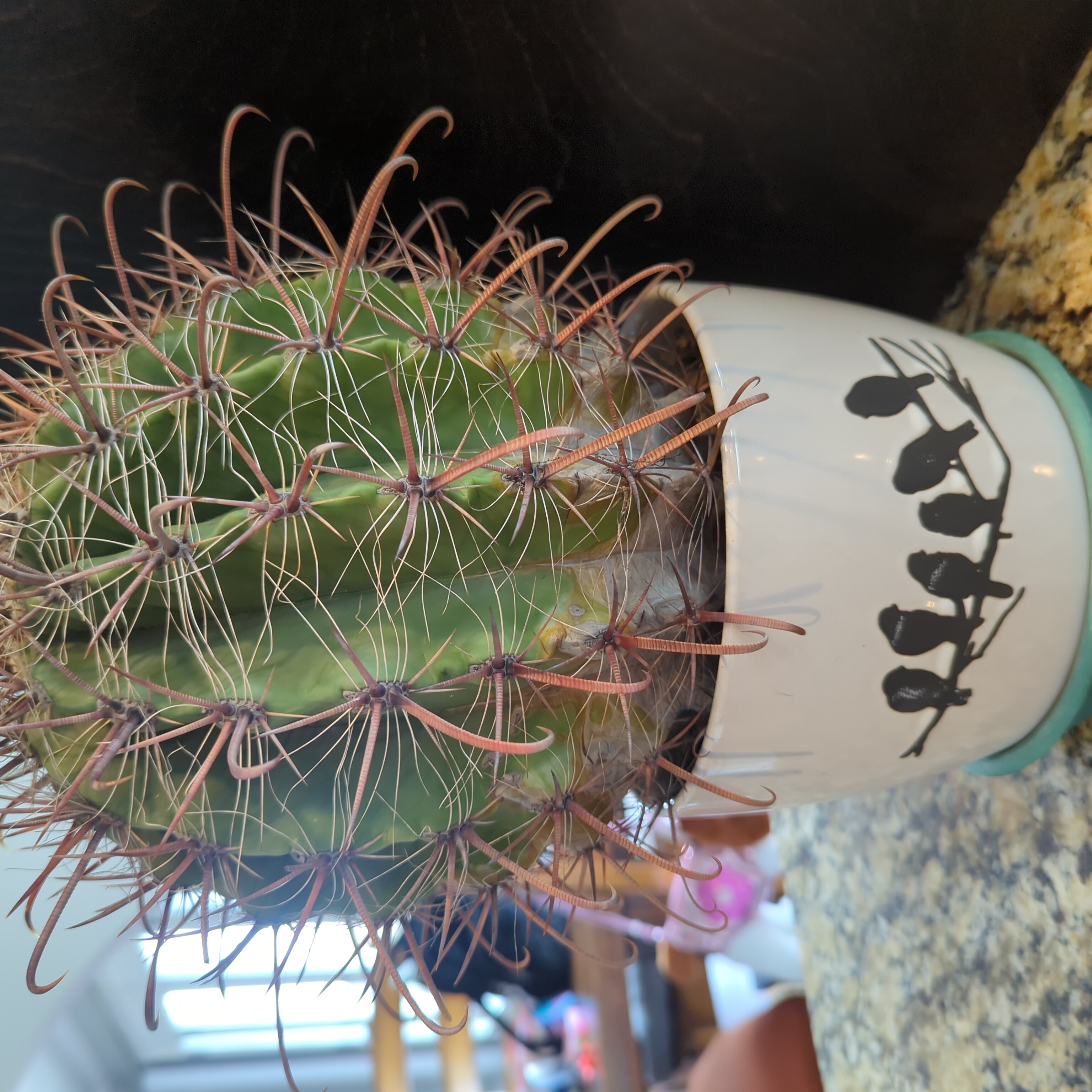 Candy barrel cactus in a decorative pot, well-framed and healthy.