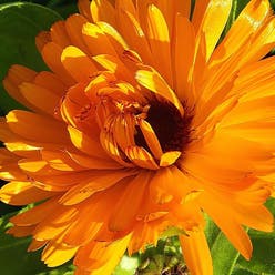 Marigold plant