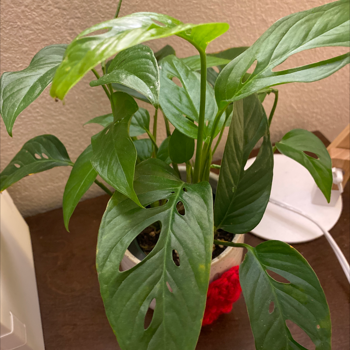 Swiss Cheese Vine (Monstera adansonii) with perforated leaves, healthy and vibrant green.