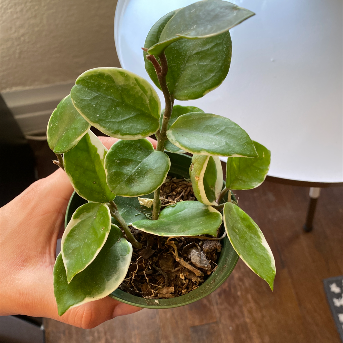 Hand holding a healthy waxplant with thick green oval leaves in a small pot, soil visible.