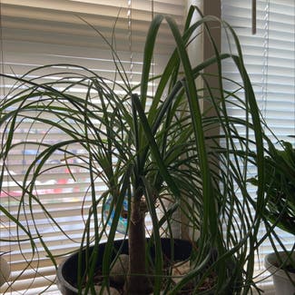 Ponytail Palm plant in Yonkers, New York
