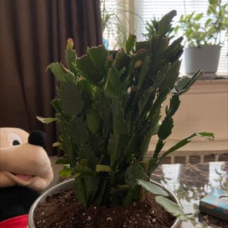 False Christmas Cactus plant in Yonkers, New York