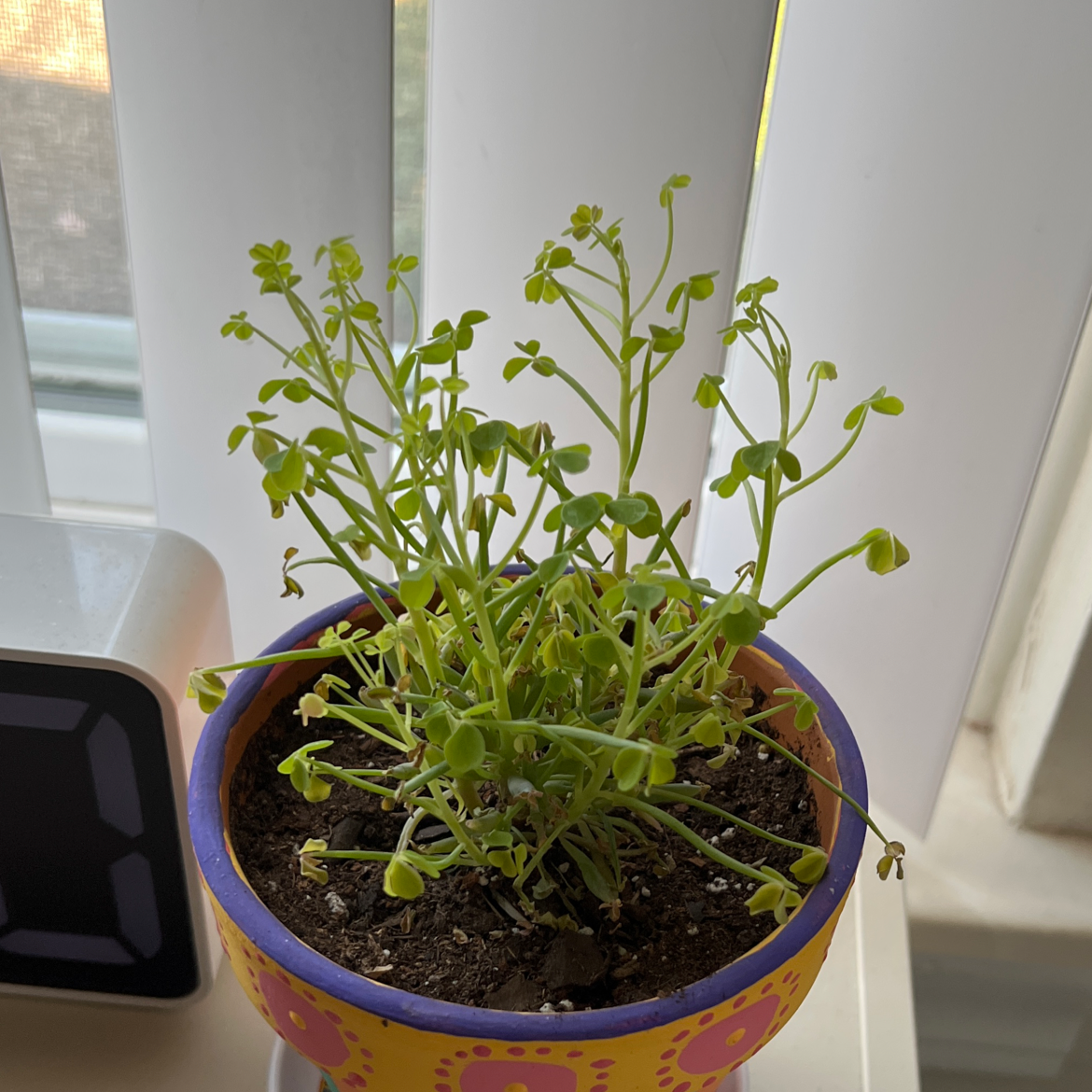 Photo of the plant species Oxalis herrerae by @Missc_plauntie named Chlo on Greg, the plant care app