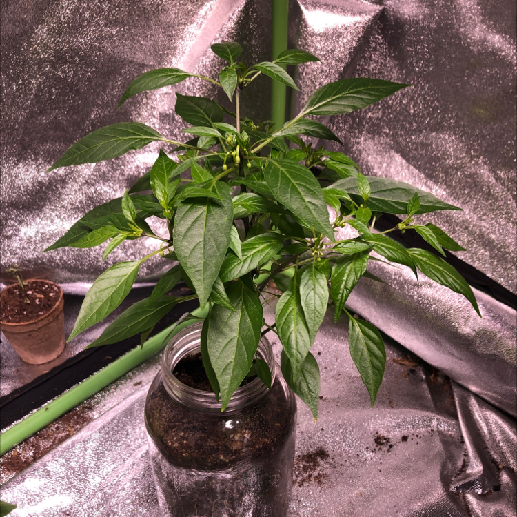 How To Cure 🌶️ Pepper Plant Leaves Dropping