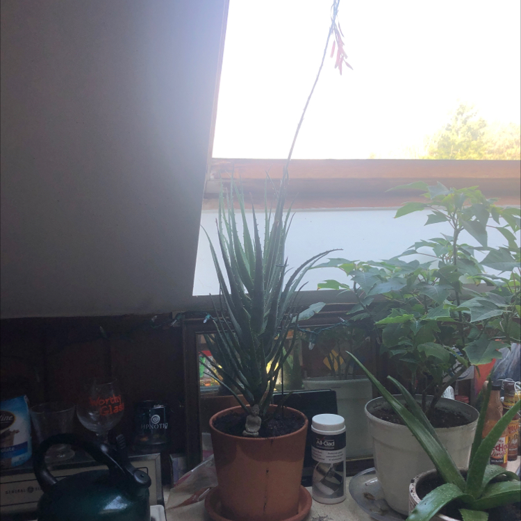 Aloe vera plant photo by @Plantapocalypse named Flora on Greg, the plant care app.