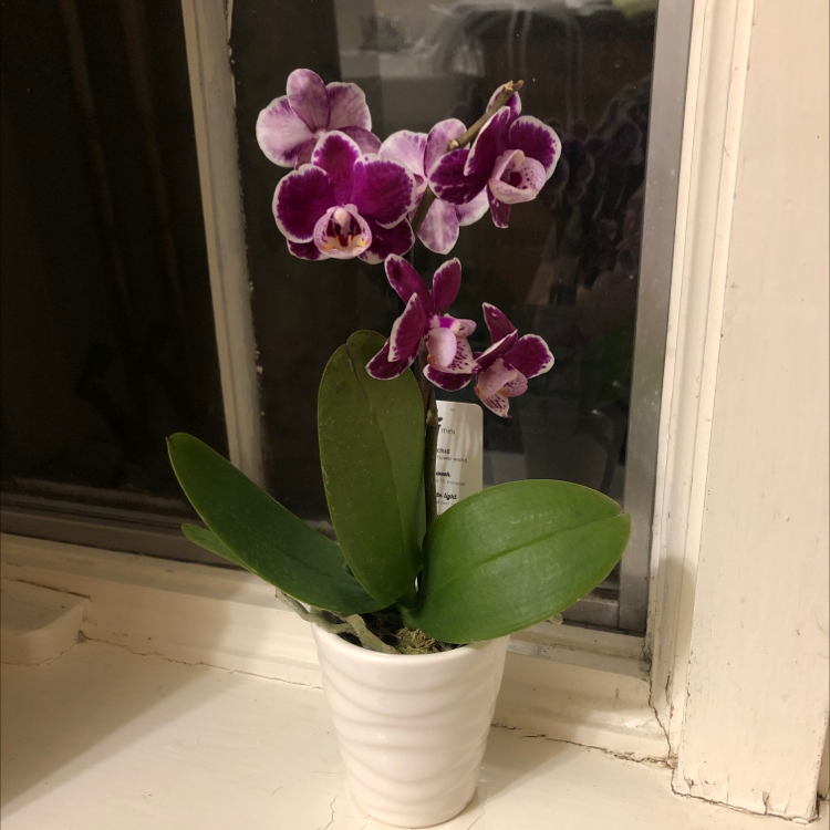 Moon Orchid (Phalaenopsis) with purple flowers in a white pot on a windowsill.