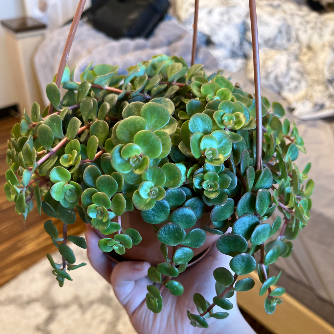 Healthy Chinese Sedum plant in a hanging pot with vibrant green leaves.