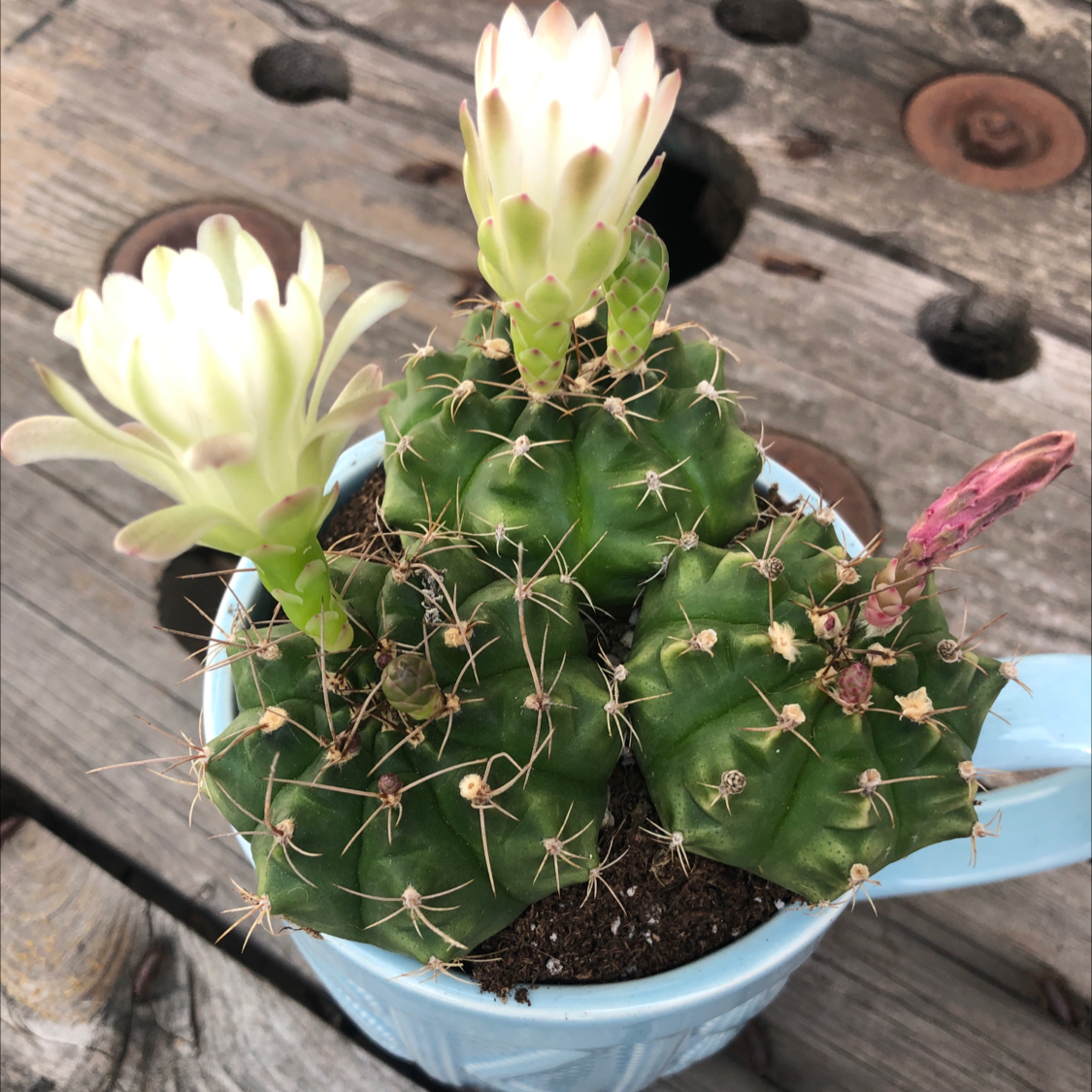 Missouri Foxtail Cactus in a blue pot with two blooms, placed on a wooden surface.