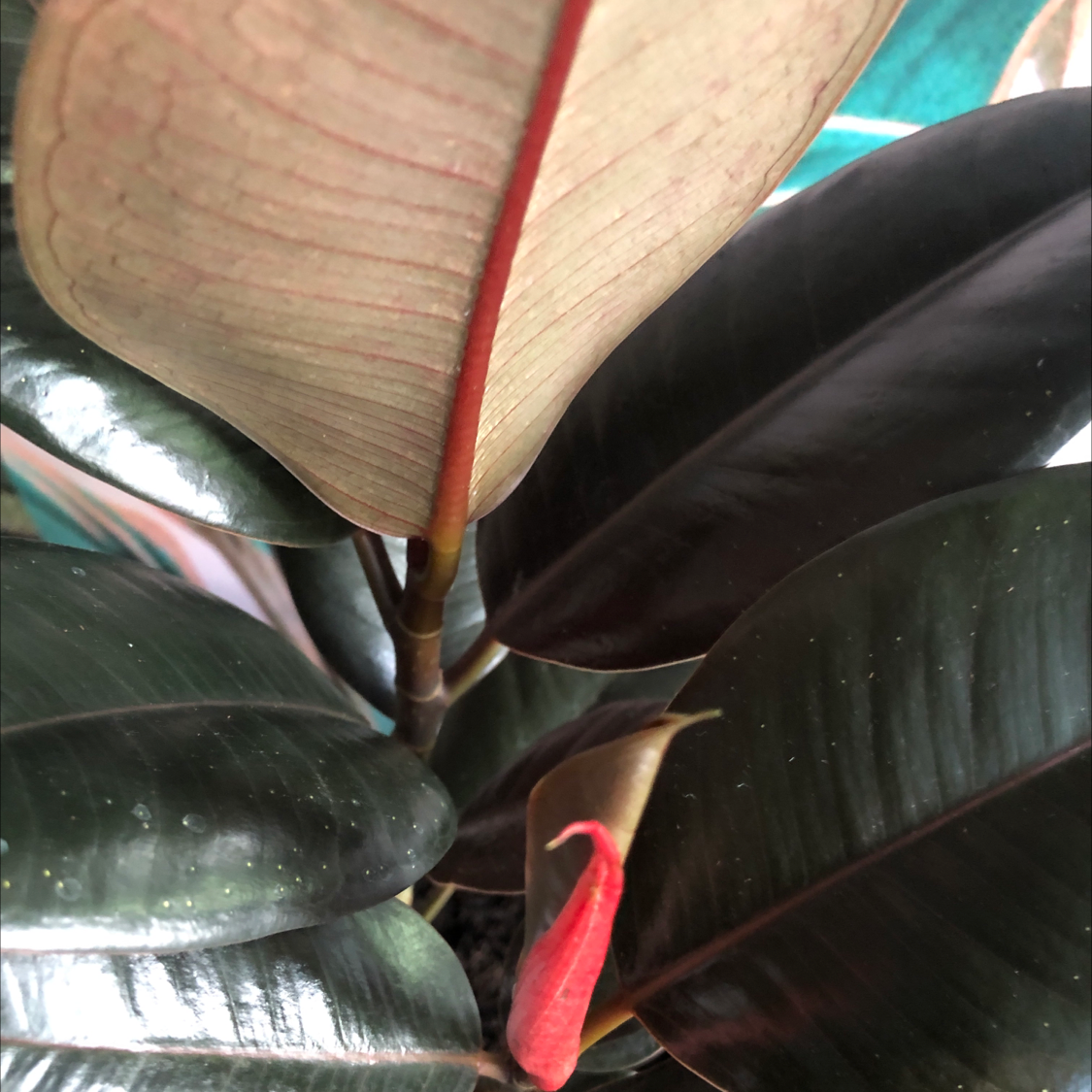 Close-up of a healthy Burgundy Rubber Tree with dark, glossy leaves and a red midrib.