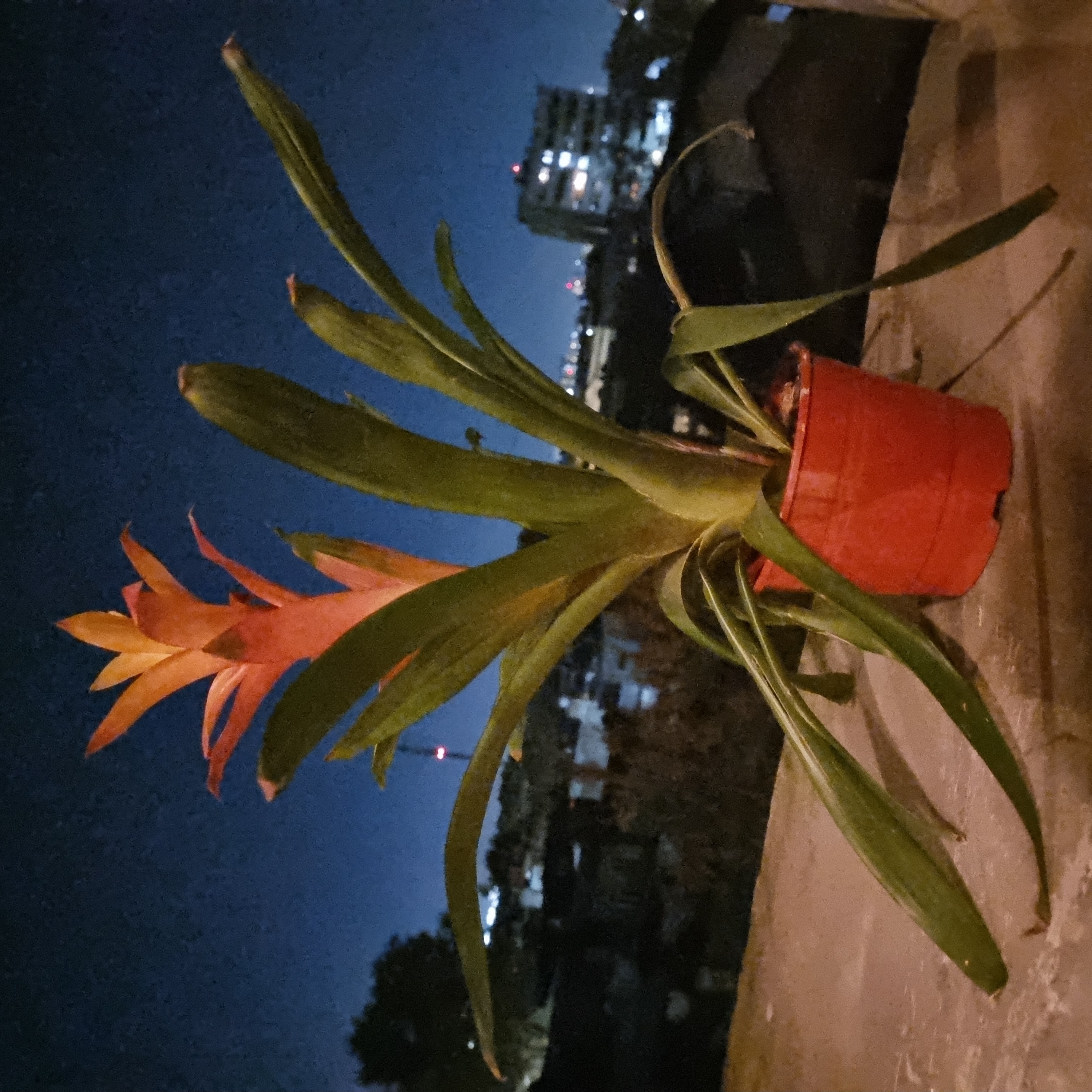 Guzmania Bromeliad plant in a red pot with an orange flower, nighttime cityscape background.