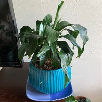 Peace Lily plant in Shaker Heights, Ohio