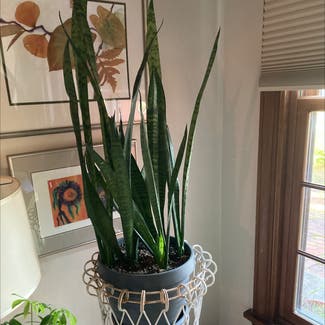 Snake Plant plant in Shaker Heights, Ohio
