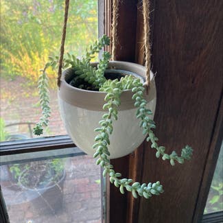 Burro's Tail plant in Shaker Heights, Ohio