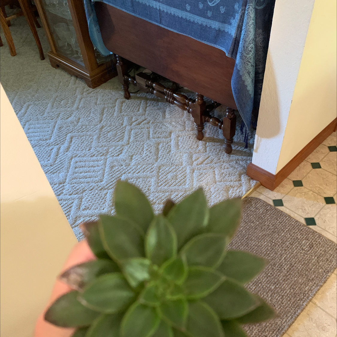 A healthy Pachyveria Little Jewel succulent held by a hand indoors.