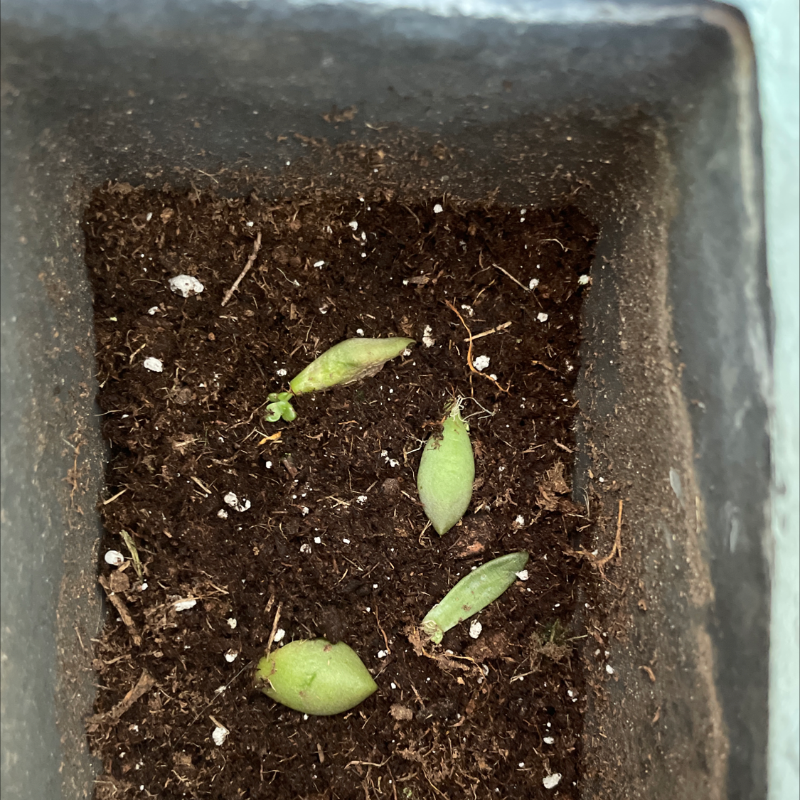 Small pot with soil and four Graptoveria 'Opalina' leaves propagating.