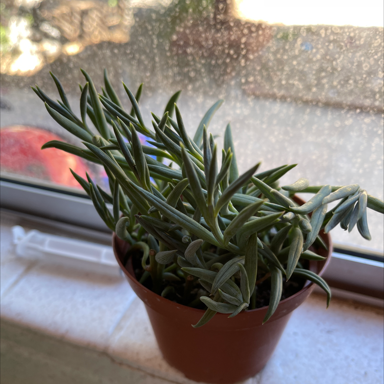 Potted Narrow-Leaf Chalk Sticks plant on a windowsill, healthy and well-framed.
