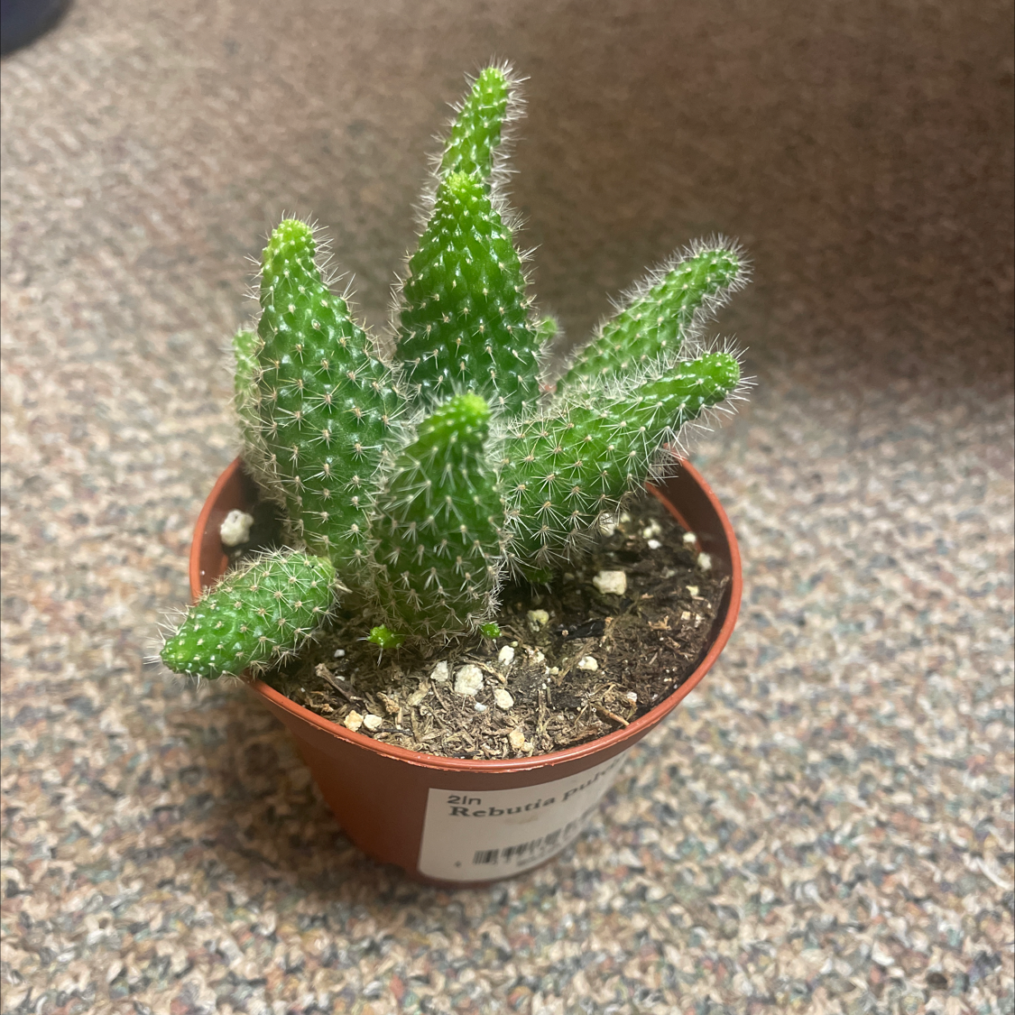 Photo of the plant species Rebutia perplexa by @NurseFrogbit named Fingers on Greg, the plant care app