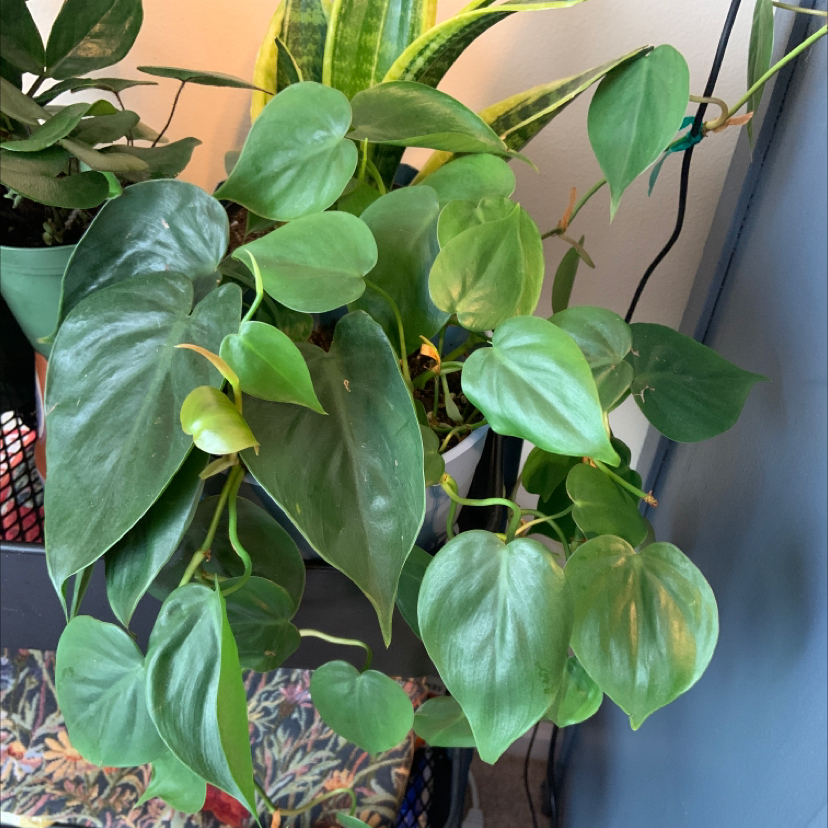 Philodendron Scandens plant photo by @tessaaff named da Vinci on Greg, the plant care app.