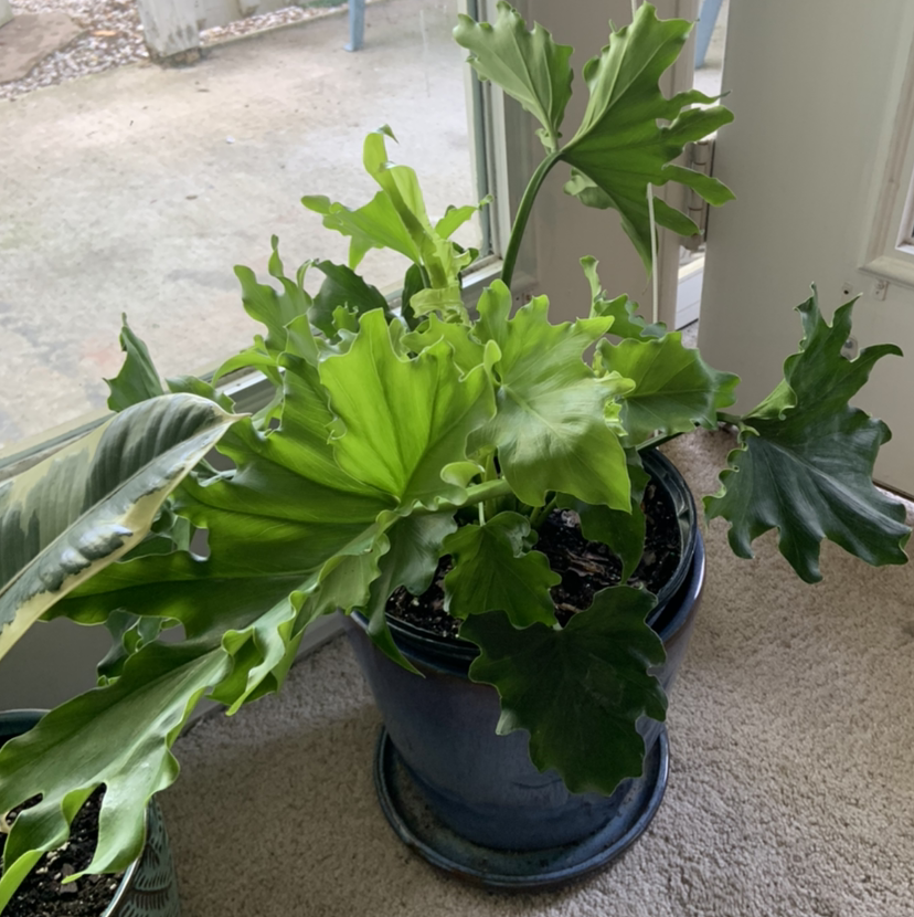 Photo of the plant species Philodendron 'Hope Selloum' by @tessaaff named Kesha on Greg, the plant care app