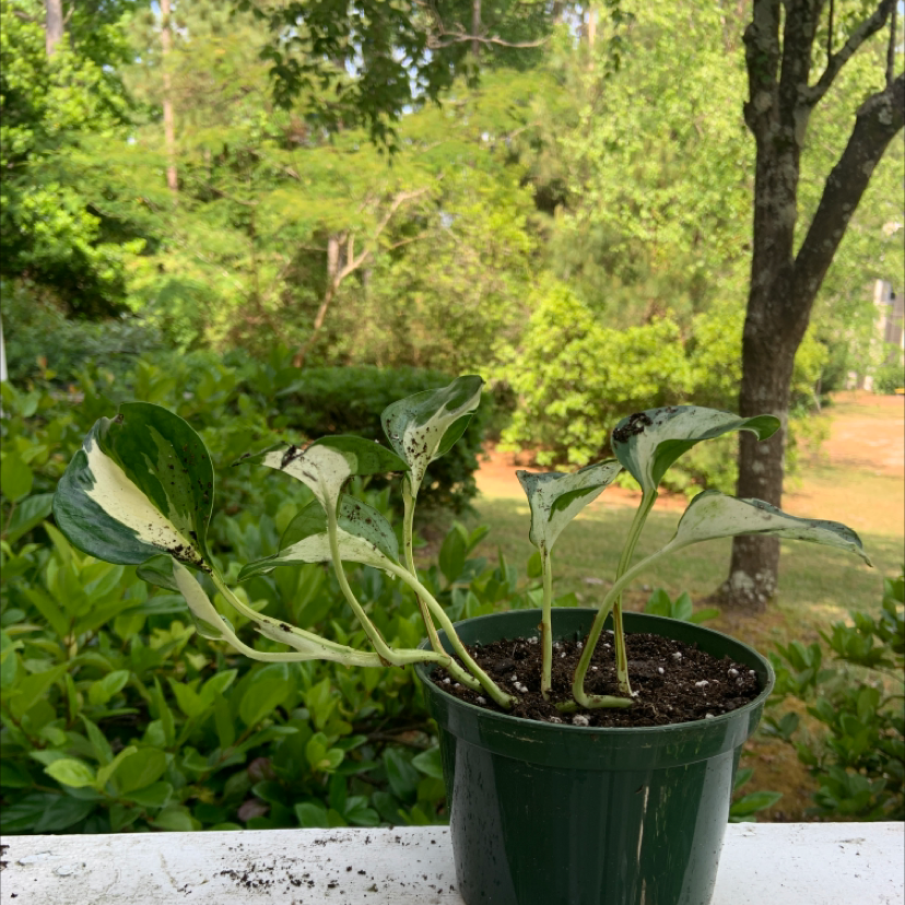 Potted Manjula Pothos plant with variegated leaves, some showing browning and black spots.