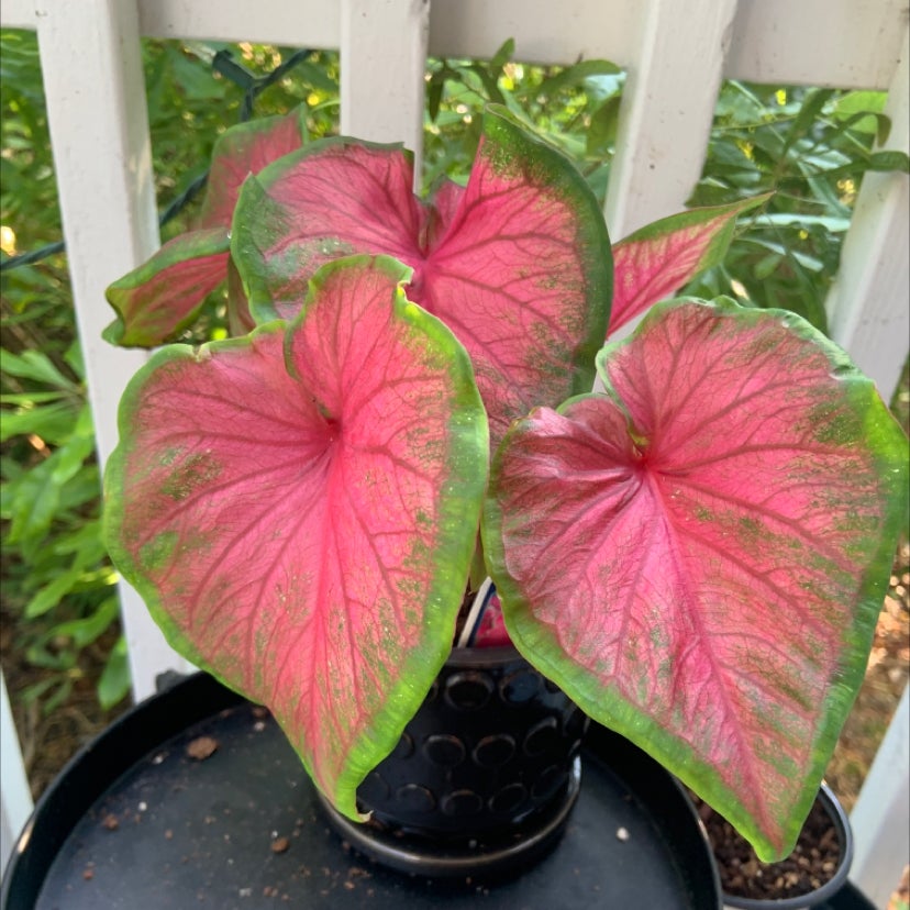 Heart of Jesus plant photo by @tessaaff named Lebron on Greg, the plant care app.