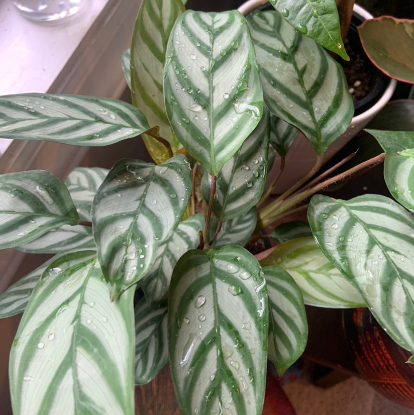 Calathea 'Freddie' plant with green and white striped leaves and water droplets.