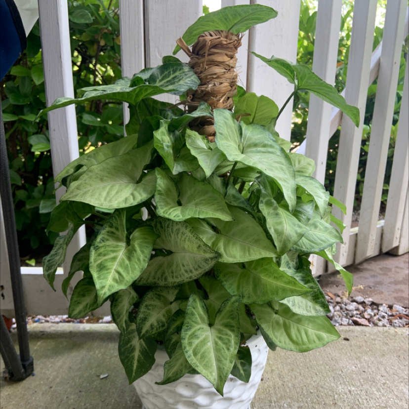 Red Heart plant photo by @tessaaff named Arnold on Greg, the plant care app.