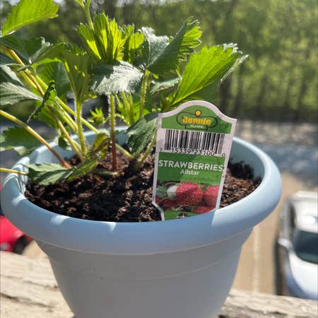 Photo of the plant species Allstar Strawberry by @KineticHoupara named Deez berries on Greg, the plant care app