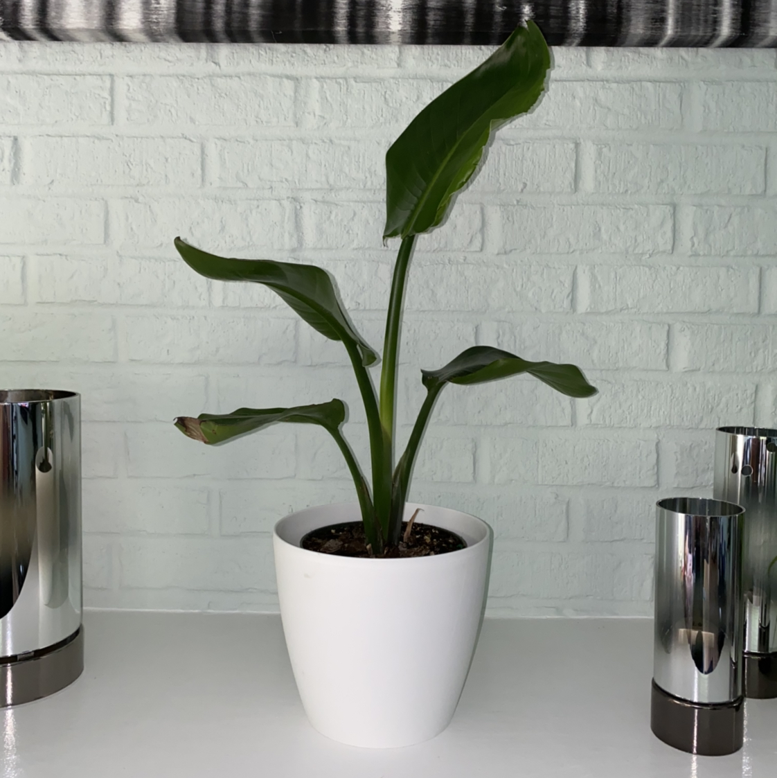 White Bird of Paradise plant photo by @SabrinaSherri named Queen B on Greg, the plant care app.