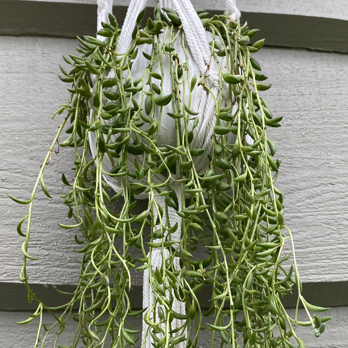 String of Bananas plant photo by @SabrinaSherri named Sahvanna Banana on Greg, the plant care app.